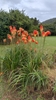 Form in May in Eden County, South Africa