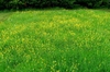 View across a meadow with 100s of yellow flowers.