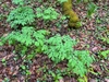 Form in May in Haywood County, North Carolina