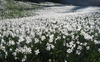 Form in May in Jesenice County, Slovenia