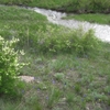 Form in May in East Kazakhstan