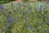 Form in bloom in mass planting at Longwood Gardens in May