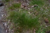 Form in May in Nanaimo, BC, Canada
