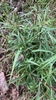 Form with Lancelot leaves in May. Powhatan County, Virginia