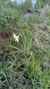 Form in May in Stupinskiy Rayon, Russia