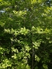 Form in May in Vladivostok, Russia