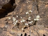 Form in November in Cape Town County, South Africa