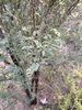 Form in November in Maui County, Hawaii