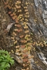 Form in November in Milne Bay, Papua New Guinea