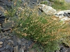 Form in November in North Ossetia, Russia