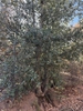 Form in November in San Diego County, California