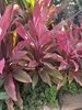 Strappy leave variegated pink and green