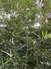 Form in October in Central and West District, Hongkong