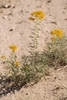 Form in October in Chihuahua, Mexico