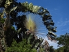 Form with large fan-like palm leaves in October in Colon, Panama