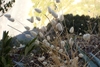 Form in October in Corse in France