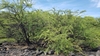 Form in October in Hawaii County, Hawaii