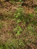 Form in October in Hunan, China