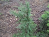 Form in October in Linn County, Oregon
