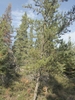 Form in October in Manitoba, Canada