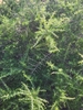 Form in October in Maricopa County, Arizona