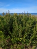 Form in October in Mendocino County, California