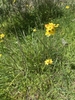 Form in October in Onkaparing in Australia