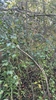 Form in October in Ontario, Canada