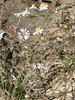 bushy plant with pale white daisy "flowers" with yellow eyes.