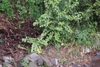 Form in October in hizuoka Prefecture_JPapan