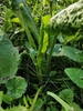 Young plant in October in Wien, Austria
