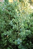 Form in September in Asheville, North Carolina
