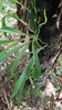 Form on tree trunk in September in Minas Geria, Brazil