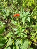 Form in September in Pskov, Russia
