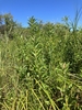 Form in September in Sagadahoc County, Maine