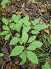 Form in September in Elmore County, Alabama