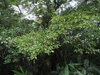 Form