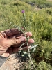 Form in September in Nye County, Nevada
