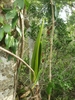 close-up of epiphytic orchid
