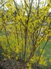 Shrub with yellow flowers on bare branches.