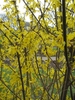 Shrub with yellow flowers on bare branches.