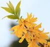 Flower and leaf detail