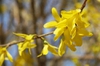 Forsythia x intermedia