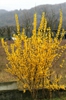 Form in bloom