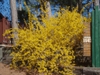 Fall Form