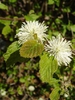 Fothergilla major