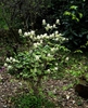 Fothergilla major