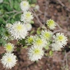 Close-up of flower clusters showing showy white filaments.