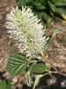 Close-up of flower cluster showing showy white filaments.