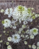 Close up of flower cluster showing showy white filaments.